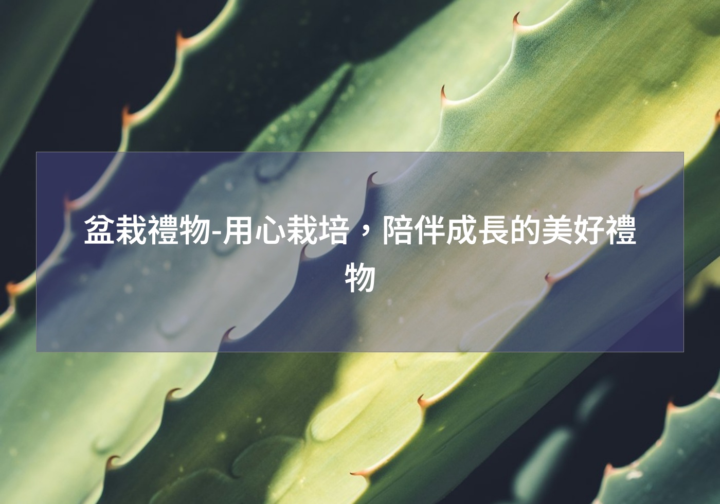 %e7%9b%86%e6%a0%bd%e7%a6%ae%e7%89%a9 %e7%94%a8%e5%bf%83%e6%a0%bd%e5%9f%b9%ef%bc%8c%e9%99%aa%e4%bc%b4%e6%88%90%e9%95%b7%e7%9a%84%e7%be%8e%e5%a5%bd%e7%a6%ae%e7%89%a9