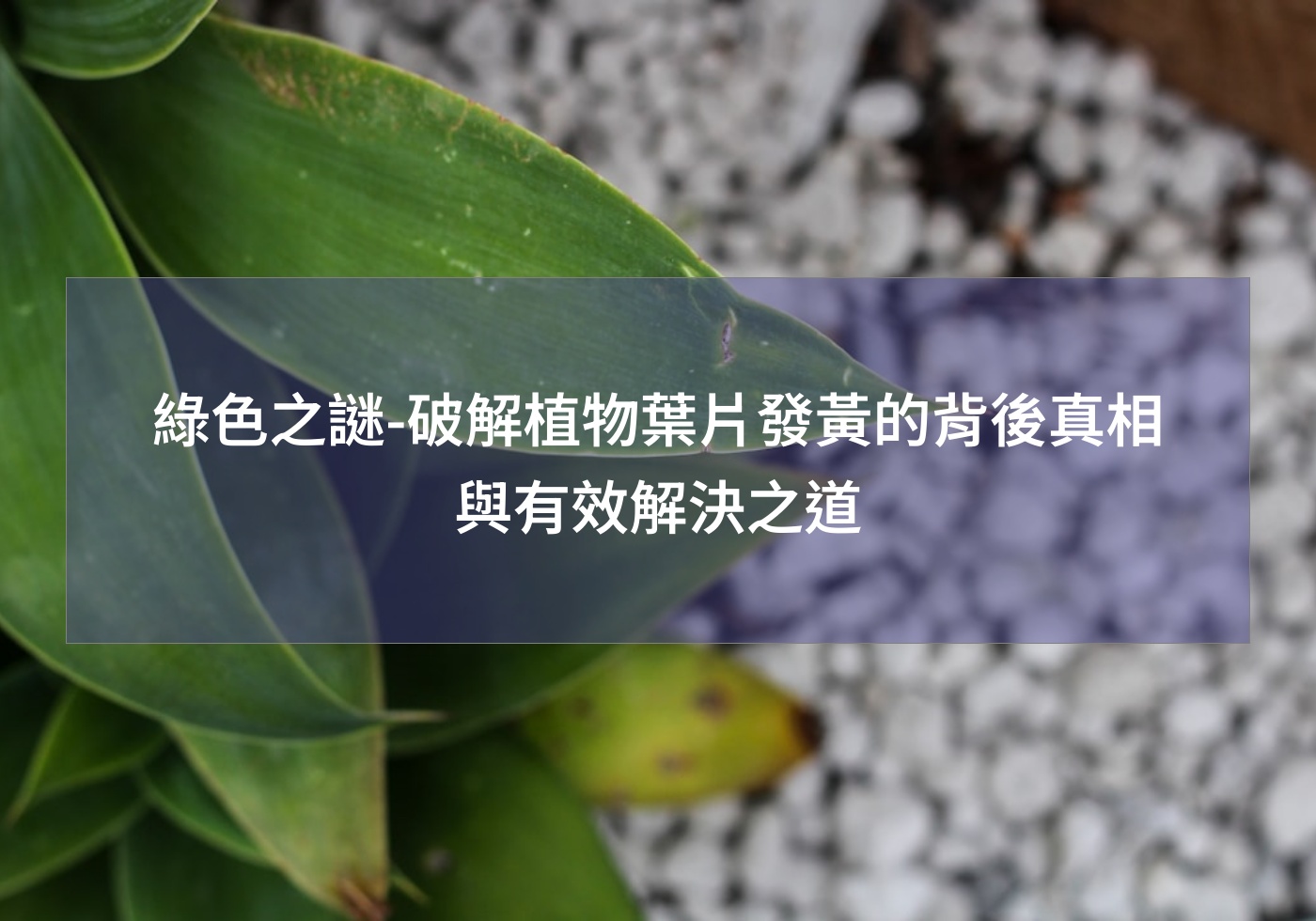 %e7%b6%a0%e8%89%b2%e4%b9%8b%e8%ac%8e %e7%a0%b4%e8%a7%a3%e6%a4%8d%e7%89%a9%e8%91%89%e7%89%87%e7%99%bc%e9%bb%83%e7%9a%84%e8%83%8c%e5%be%8c%e7%9c%9f%e7%9b%b8%e8%88%87%e6%9c%89%e6%95%88%e8%a7%a3%e6%b1%ba