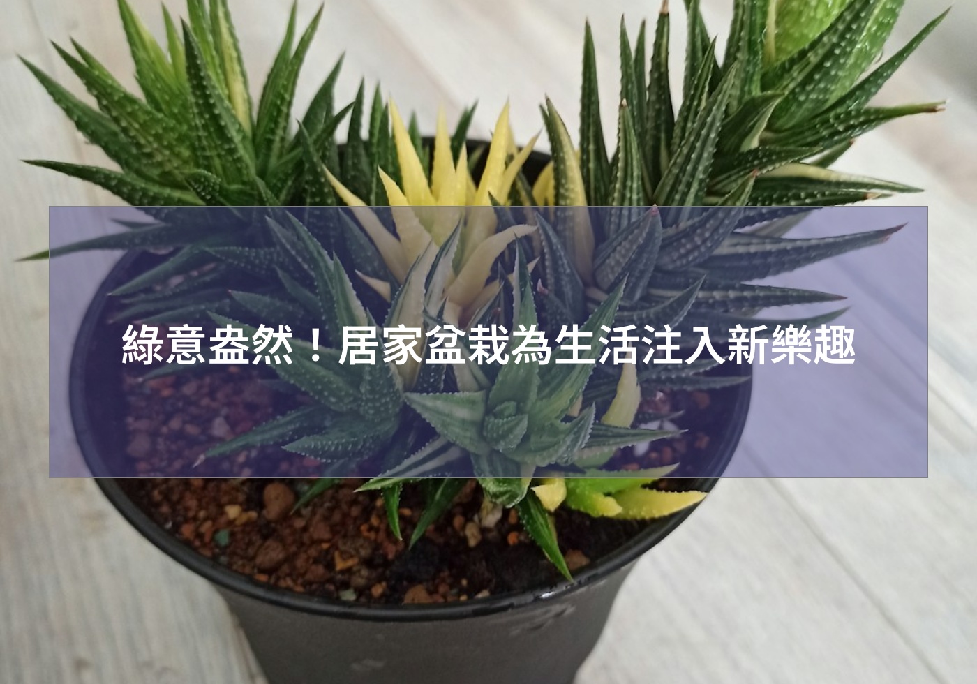 %e7%b6%a0%e6%84%8f%e7%9b%8e%e7%84%b6%ef%bc%81%e5%b1%85%e5%ae%b6%e7%9b%86%e6%a0%bd%e7%82%ba%e7%94%9f%e6%b4%bb%e6%b3%a8%e5%85%a5%e6%96%b0%e6%a8%82%e8%b6%a3