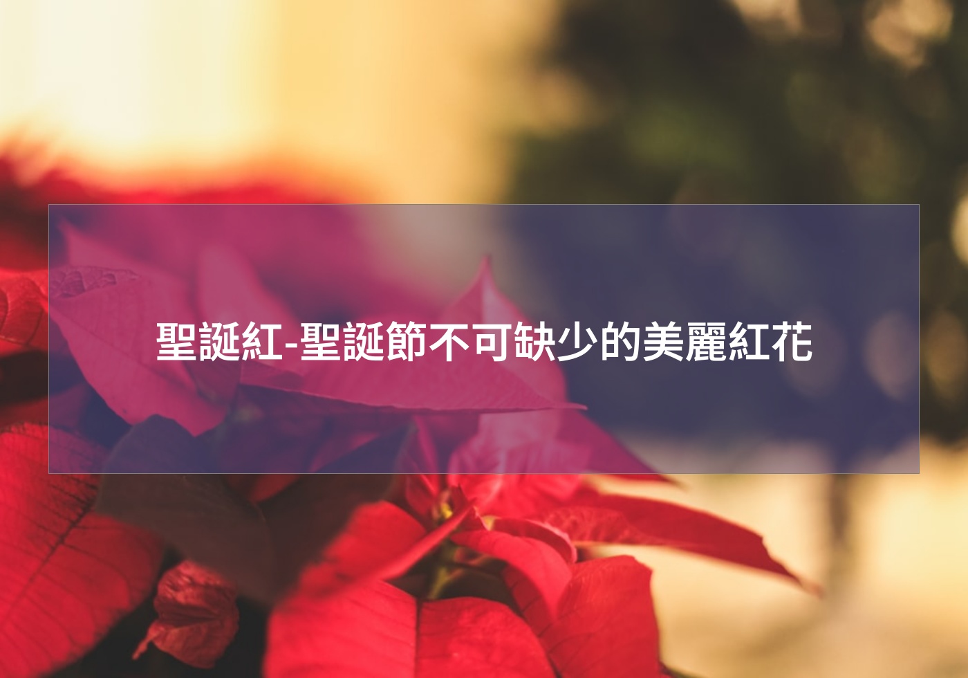 %e8%81%96%e8%aa%95%e7%b4%85 %e8%81%96%e8%aa%95%e7%af%80%e4%b8%8d%e5%8f%af%e7%bc%ba%e5%b0%91%e7%9a%84%e7%be%8e%e9%ba%97%e7%b4%85%e8%8a%b1