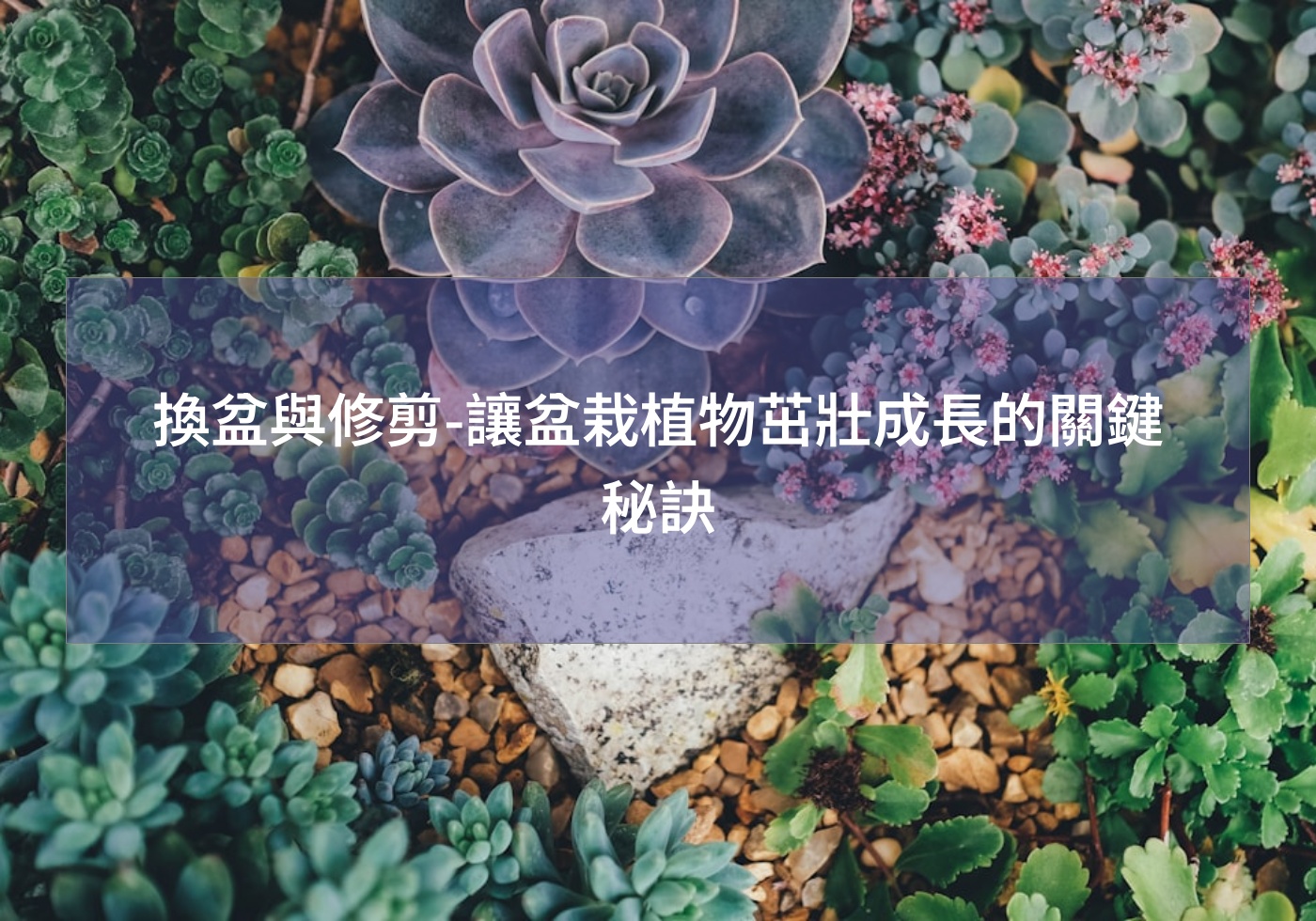 %e6%8f%9b%e7%9b%86%e8%88%87%e4%bf%ae%e5%89%aa %e8%ae%93%e7%9b%86%e6%a0%bd%e6%a4%8d%e7%89%a9%e8%8c%81%e5%a3%af%e6%88%90%e9%95%b7%e7%9a%84%e9%97%9c%e9%8d%b5%e7%a7%98%e8%a8%a3