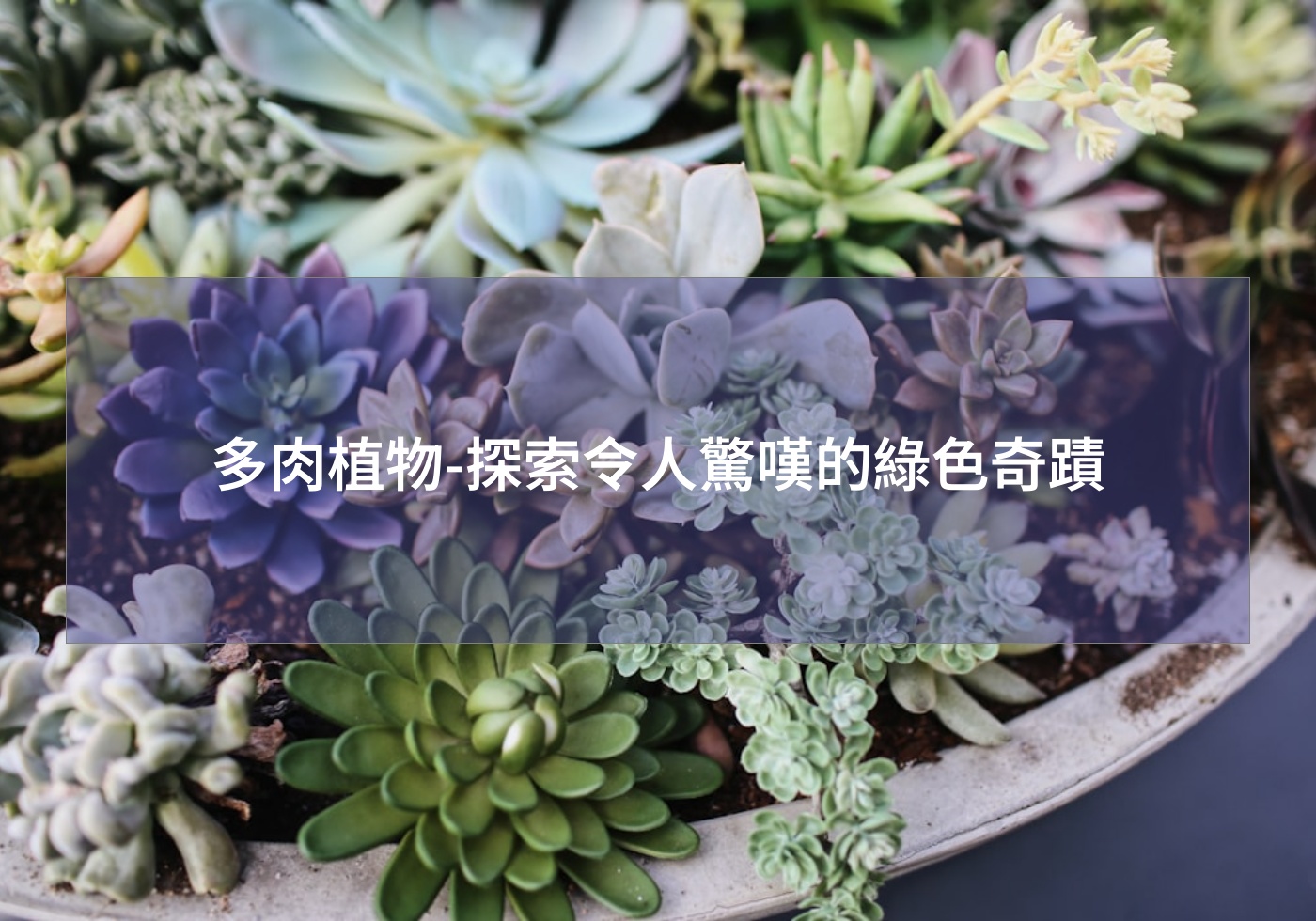 %e5%a4%9a%e8%82%89%e6%a4%8d%e7%89%a9 %e6%8e%a2%e7%b4%a2%e4%bb%a4%e4%ba%ba%e9%a9%9a%e5%98%86%e7%9a%84%e7%b6%a0%e8%89%b2%e5%a5%87%e8%b9%9f