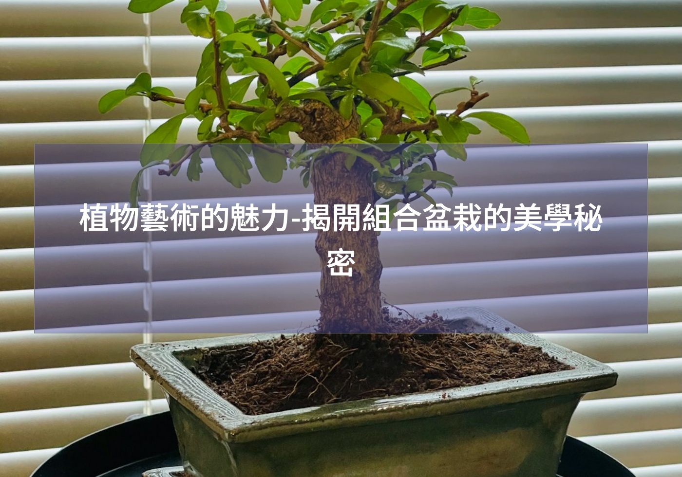 %e6%a4%8d%e7%89%a9%e8%97%9d%e8%a1%93%e7%9a%84%e9%ad%85%e5%8a%9b %e6%8f%ad%e9%96%8b%e7%b5%84%e5%90%88%e7%9b%86%e6%a0%bd%e7%9a%84%e7%be%8e%e5%ad%b8%e7%a7%98%e5%af%86