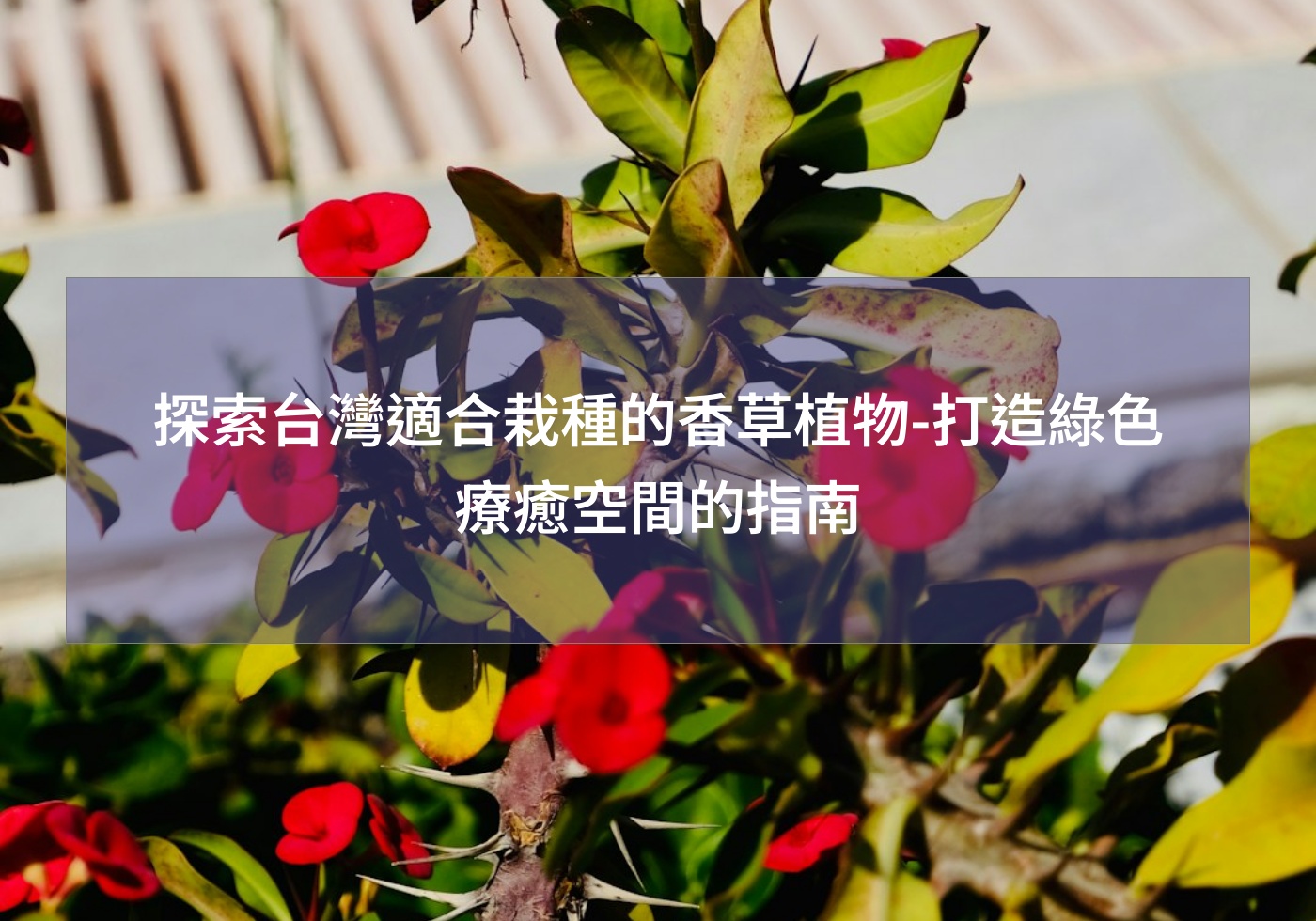 %e6%8e%a2%e7%b4%a2%e5%8f%b0%e7%81%a3%e9%81%a9%e5%90%88%e6%a0%bd%e7%a8%ae%e7%9a%84%e9%a6%99%e8%8d%89%e6%a4%8d%e7%89%a9 %e6%89%93%e9%80%a0%e7%b6%a0%e8%89%b2%e7%99%82%e7%99%92%e7%a9%ba%e9%96%93%e7%9a%84