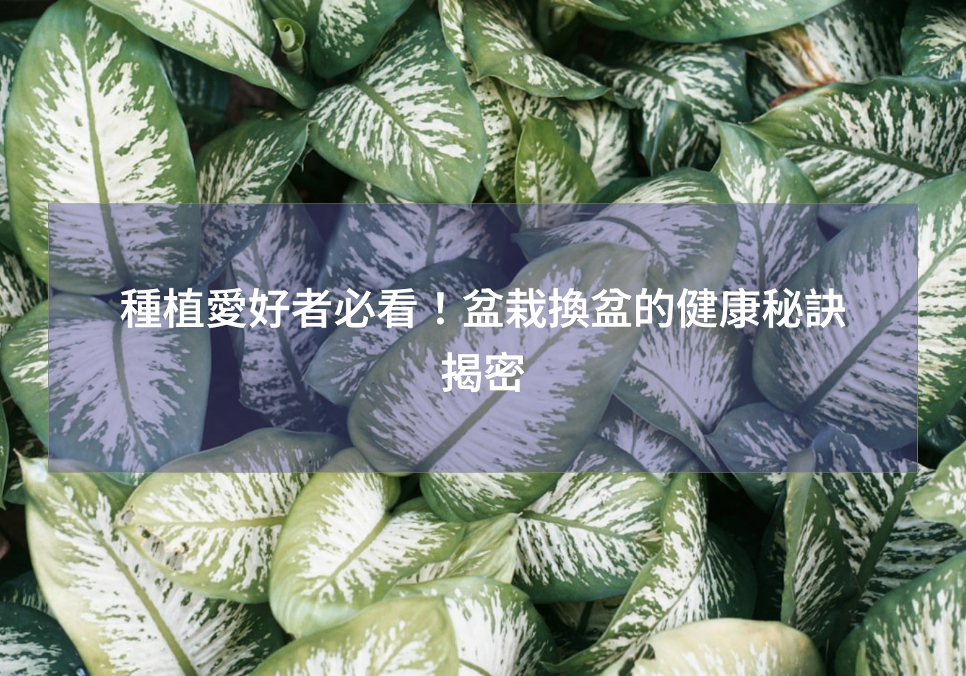 %e7%a8%ae%e6%a4%8d%e6%84%9b%e5%a5%bd%e8%80%85%e5%bf%85%e7%9c%8b%ef%bc%81%e7%9b%86%e6%a0%bd%e6%8f%9b%e7%9b%86%e7%9a%84%e5%81%a5%e5%ba%b7%e7%a7%98%e8%a8%a3%e6%8f%ad%e5%af%86