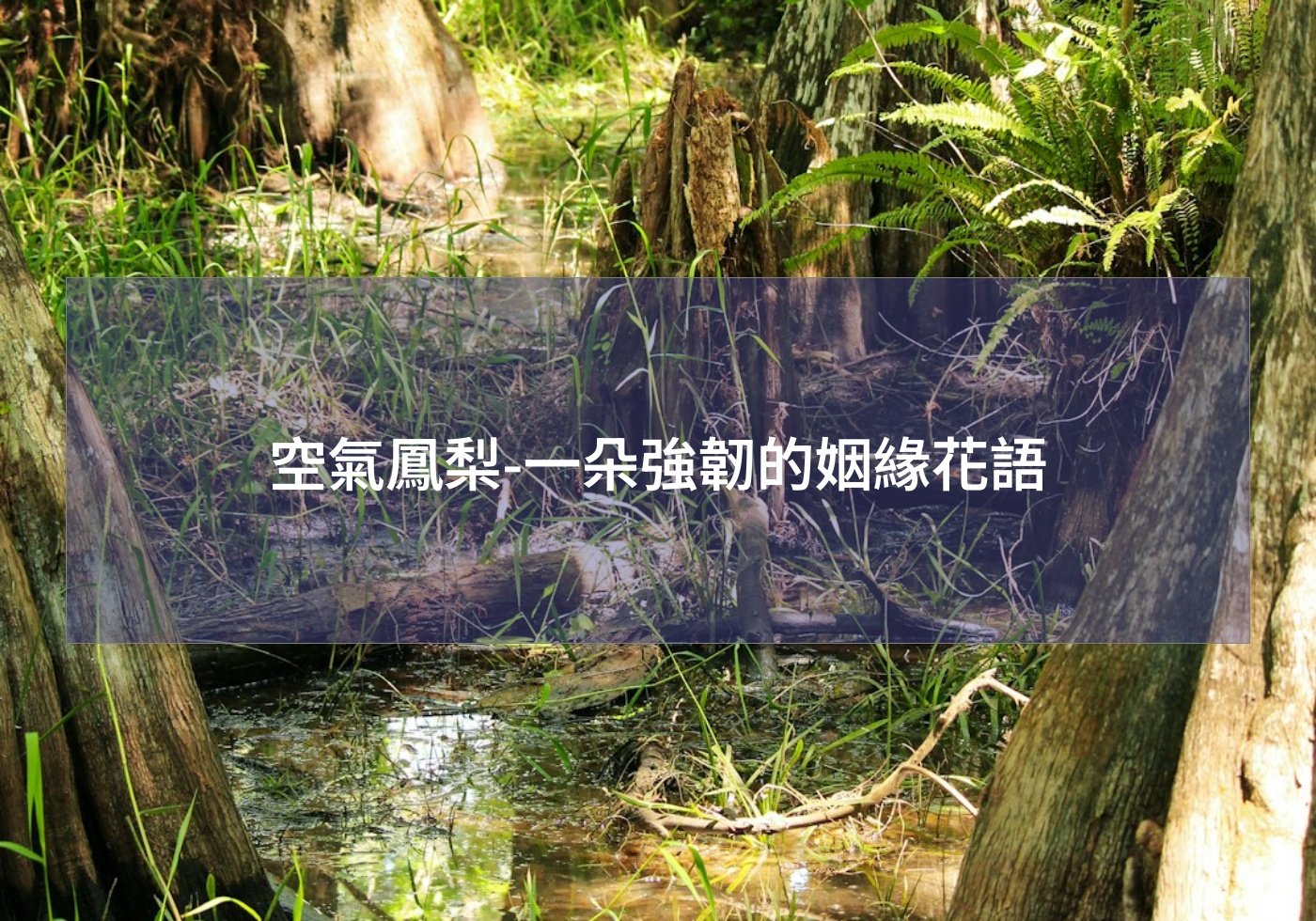 %e7%a9%ba%e6%b0%a3%e9%b3%b3%e6%a2%a8 %e4%b8%80%e6%9c%b5%e5%bc%b7%e9%9f%8c%e7%9a%84%e5%a7%bb%e7%b7%a3%e8%8a%b1%e8%aa%9e