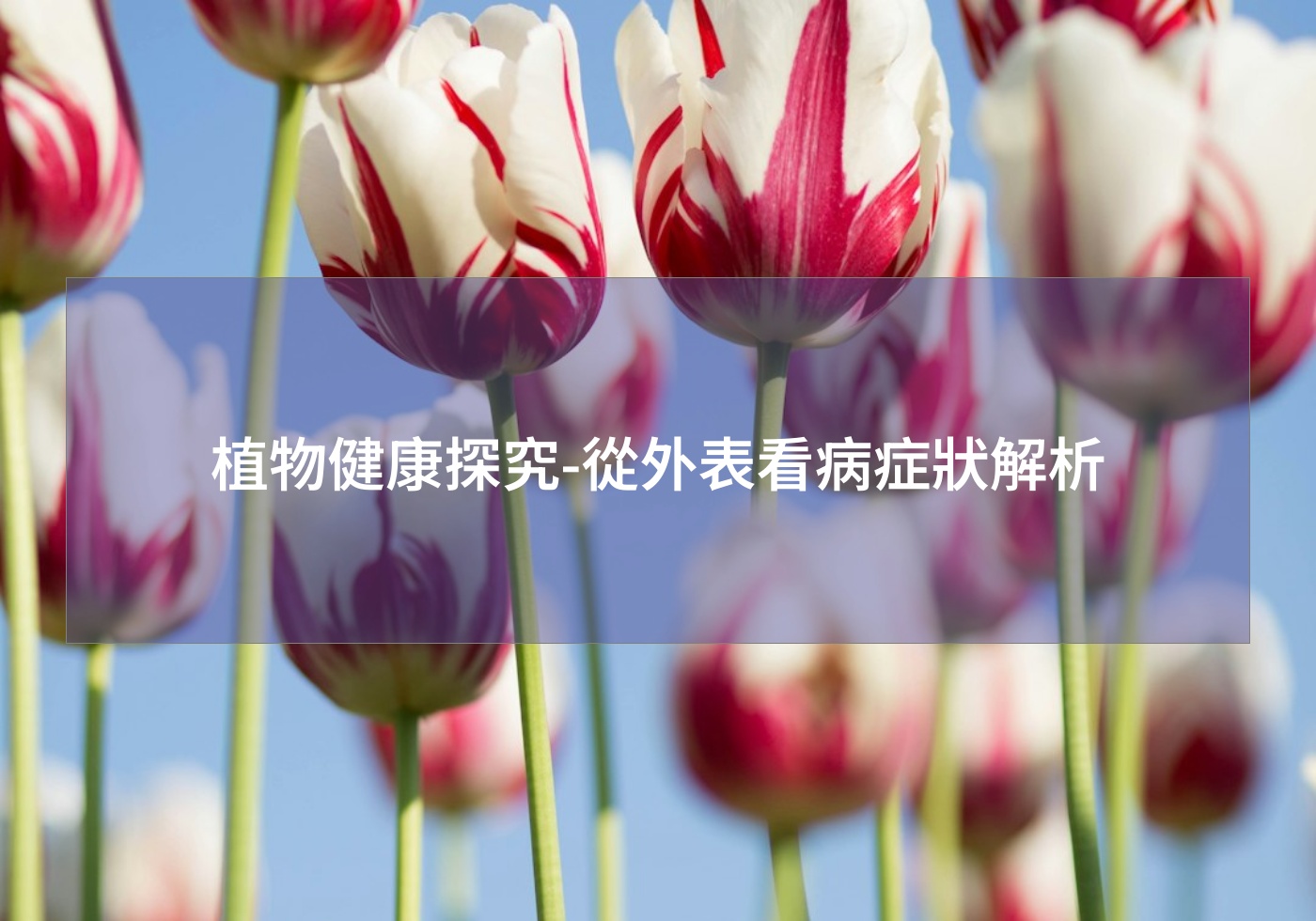 %e6%a4%8d%e7%89%a9%e5%81%a5%e5%ba%b7%e6%8e%a2%e7%a9%b6 %e5%be%9e%e5%a4%96%e8%a1%a8%e7%9c%8b%e7%97%85%e7%97%87%e7%8b%80%e8%a7%a3%e6%9e%90