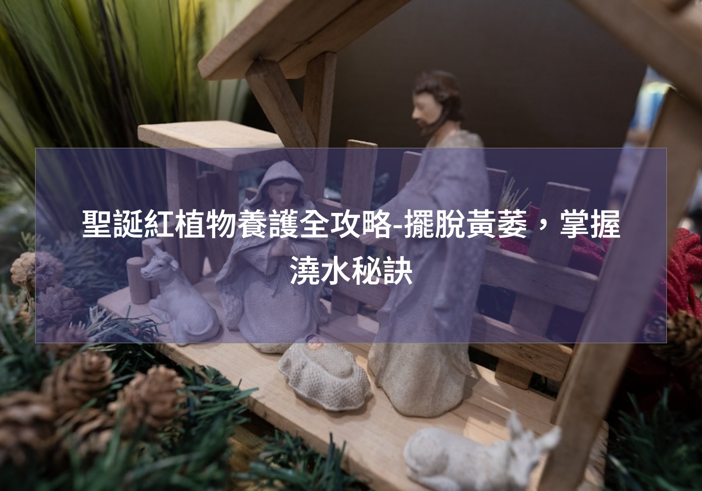 聖誕紅植物養護全攻略-擺脫黃萎，掌握澆水秘訣