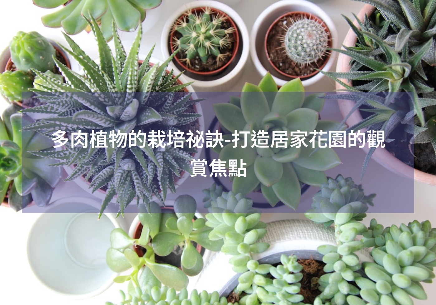 %e5%a4%9a%e8%82%89%e6%a4%8d%e7%89%a9%e7%9a%84%e6%a0%bd%e5%9f%b9%e7%a5%95%e8%a8%a3 %e6%89%93%e9%80%a0%e5%b1%85%e5%ae%b6%e8%8a%b1%e5%9c%92%e7%9a%84%e8%a7%80%e8%b3%9e%e7%84%a6%e9%bb%9e