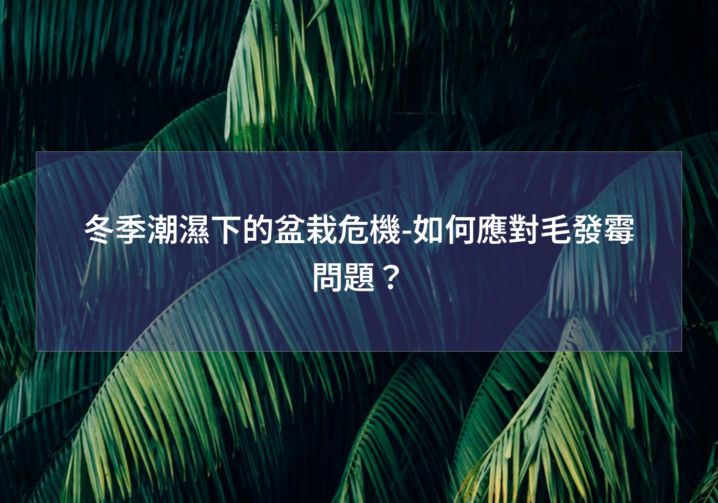 %e5%86%ac%e5%ad%a3%e6%bd%ae%e6%bf%95%e4%b8%8b%e7%9a%84%e7%9b%86%e6%a0%bd%e5%8d%b1%e6%a9%9f %e5%a6%82%e4%bd%95%e6%87%89%e5%b0%8d%e6%af%9b%e7%99%bc%e9%9c%89%e5%95%8f%e9%a1%8c%ef%bc%9f