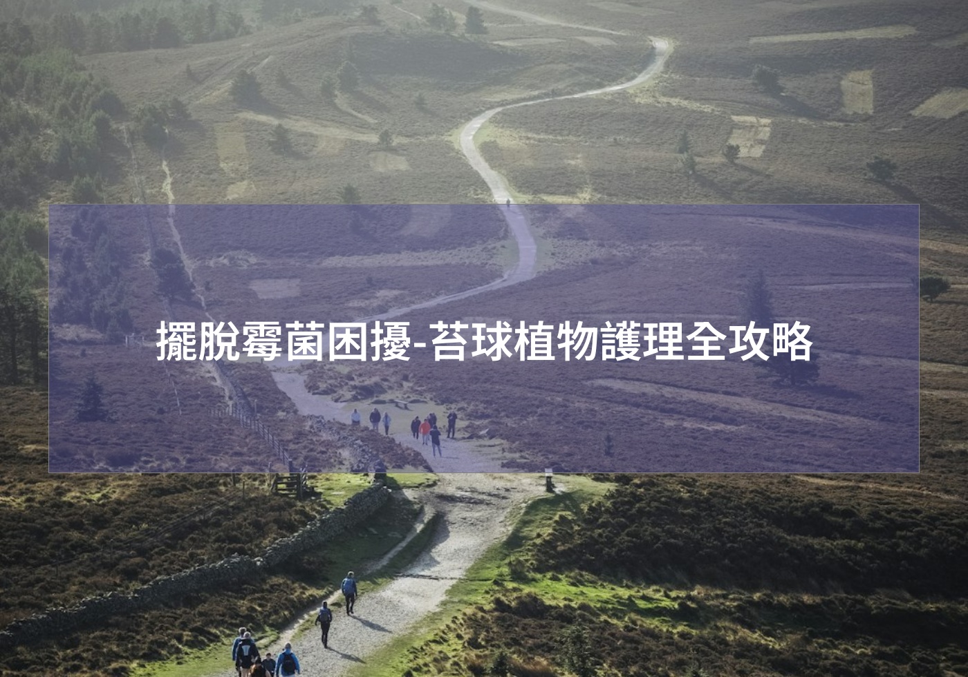 %e6%93%ba%e8%84%ab%e9%9c%89%e8%8f%8c%e5%9b%b0%e6%93%be %e8%8b%94%e7%90%83%e6%a4%8d%e7%89%a9%e8%ad%b7%e7%90%86%e5%85%a8%e6%94%bb%e7%95%a5