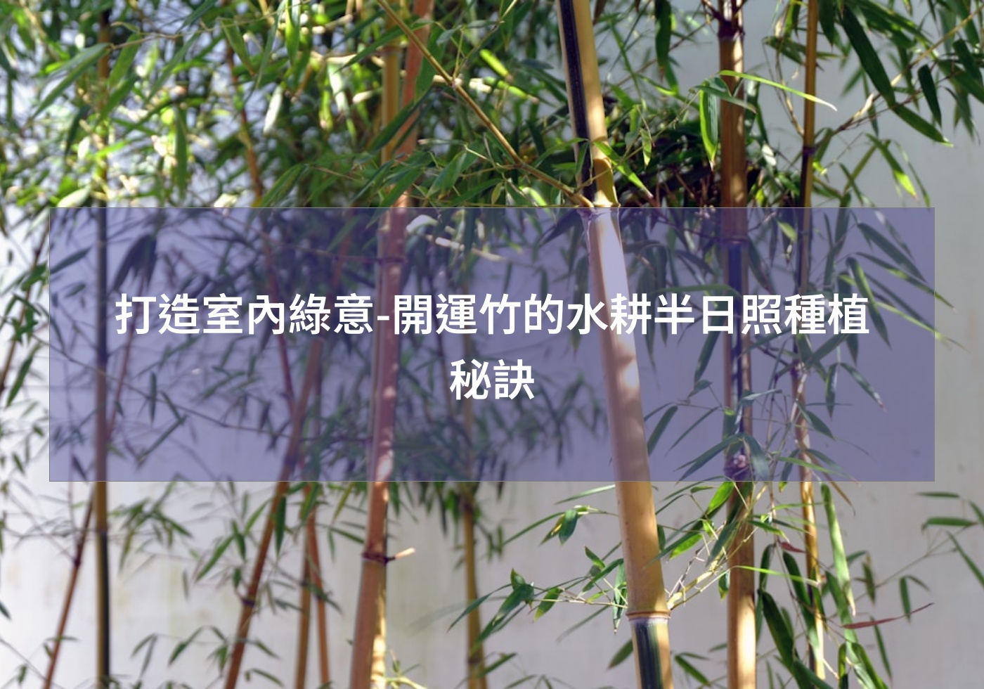 %e6%89%93%e9%80%a0%e5%ae%a4%e5%85%a7%e7%b6%a0%e6%84%8f %e9%96%8b%e9%81%8b%e7%ab%b9%e7%9a%84%e6%b0%b4%e8%80%95%e5%8d%8a%e6%97%a5%e7%85%a7%e7%a8%ae%e6%a4%8d%e7%a7%98%e8%a8%a3